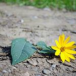 suicidio
